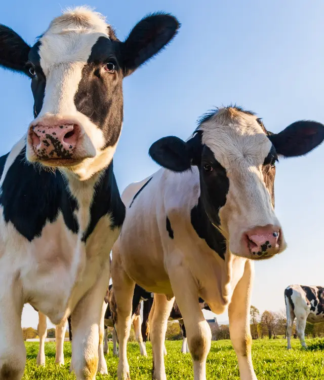 Valuación de Semovientes en México1